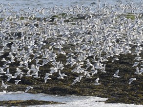 Black-legged kittiwake (Rissa tridactyla), flock flying off from coastal rocks of Arctic Ocean,