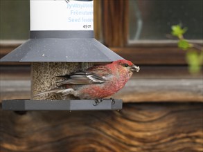 Pine Grosbeak (Pinicola enucleator), adult male at bird feeding station, May, Finnish Lapland