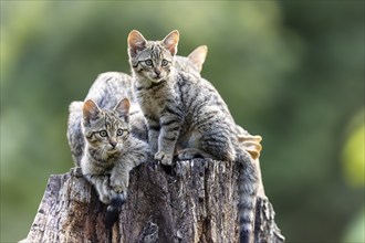 Several kittens sitting together on a tree stump in a green environment, wildcat (Felis