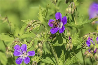 Wood cranesbill (Geranium sylvaticum) in bloom with a pollinating bumblebee on a meadow