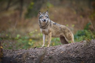 A gray wolf (Canis Lupus), standing in autumn forest, in a natural environment, Germany, Europe