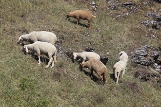 Sheep on the pasture, here in Franconian Switzerland, as a cultural guardian to reduce excessive