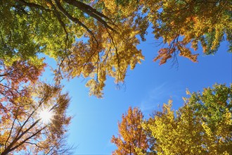 View up Trees with colourful autumn leaves under a blue sky with bright sun, autumn, White