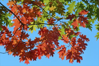 Autumn maple (Acer) in bright reds and greens against a clear blue sky, autumn, White Mountain, New