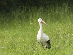 White stork (Ciconia ciconia) foraging in a meadow, North Rhine-Westphalia, Germany, Europe