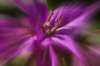 Flower impression, triplet flower (Bougainvillea glabra), zoom effect