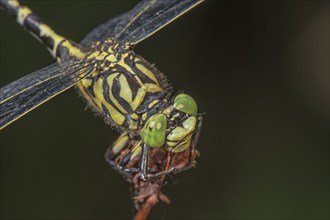 Detailed macro photograph of an Onychogomphus forcipatus (Onychogamphus forcipatus) emphasising its