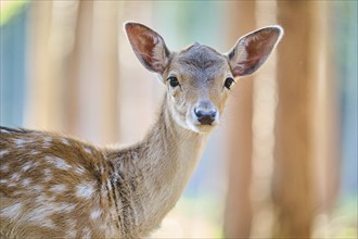 European fallow deer (Dama dama) youngster, portrait, in a forest, Bavaria, Germany, Europe