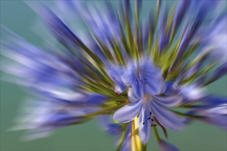 Flower impression, Blue lily (Agapanthus praecox), zoom effect