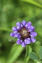 Large Self-heal (Prunella grandiflora), Large Self-heal, blue flower on a forest path, close-up