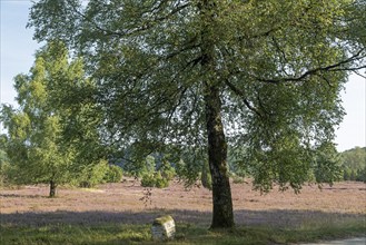 Heather blossom, trees, birches, stone signpost, near Wilsede, Bispingen, Lüneburg Heath, Lower