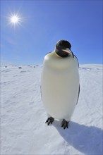 Emperor penguins (Aptenodytes forsteri), Adult with Sun, Snow Hill Island, Antartic Peninsula,