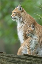 Lynx (Lynx lynx) with young in the forest, Haltern, North Rhine-Westphalia, Germany, Europe