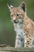 Young lynx (Lynx lynx), Haltern, North Rhine-Westphalia, Germany, Europe