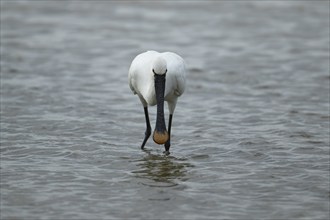 Eurasian spoonbill (Platalea leucorodia) adult bird feeding in a shallow lagoon, England, United