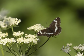 White admiral (Limenitis camilla) butterfly feeding on a Wld carrot flower in a woodland, Suffolk,