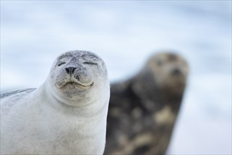 Common seal (Phoca vitulina) adult animal resting on a seaside beach, Norfolk, England, United