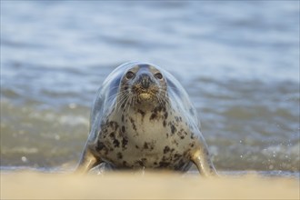 Grey seal (Halichoerus grypus) adult animal on a seaside beach, Norfolk, England, United Kingdom,