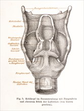 Medicine, anatomy, illustration, drawing shows in detail the human larynx in connection with hyoid