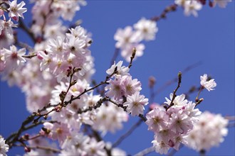 Blossom of the Higan cherry, March, Germany, Europe