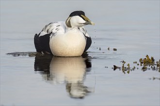 Common eider (Somateria mollissima), Norway, Round Island, Europe