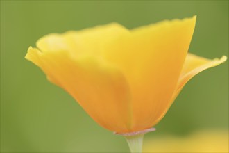 California poppy (Eschscholzia californica), flower, ornamental plant, North Rhine-Westphalia,