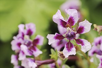 Quiverflower 'Vienco Lavender' (Cuphea llavea), flower, ornamental plant, North Rhine-Westphalia,