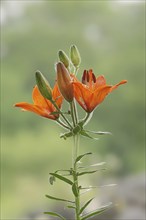 Fire lily (Lilium bulbiferum), flowers, ornamental plant, North Rhine-Westphalia, Germany, Europe