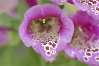 Common foxglove (Digitalis purpurea), flower, North Rhine-Westphalia, Germany, Europe