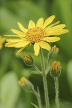 Arnica or mountain arnica (Arnica montana), flower, Bavaria, Germany, Europe