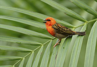 Red fody (Foudia madagascariensis), male, sitting on a palm tree, occurring in Madagascar, captive