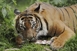 Sumatran tiger (Panthera tigris sumatrae), feeding, captive, occurring on Sumatra, Indonesia, Asia