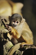 Black-capped squirrel monkey (Saimiri boliviensis), juvenile, captive, occurrence in South America