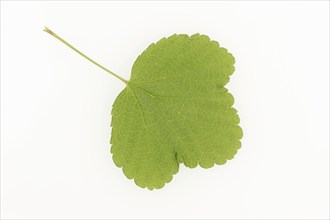 Redcurrant (Ribes rubrum), leaf on white background