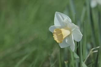 Large-crowned narcissus (Narcisuss), bicoloured flower, North Rhine-Westphalia, Germany, Europe