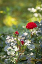 Rose bush (Rosa) in a garden in sunlight, in front of a blurred background, Ternitz, Lower Austria,