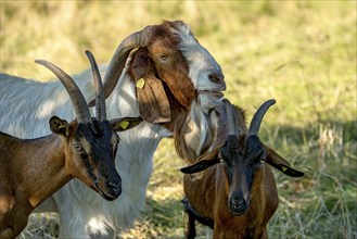 Goats (Capra), Boer goats, goats courting buck with long beard, scent, pasture with dry grass,