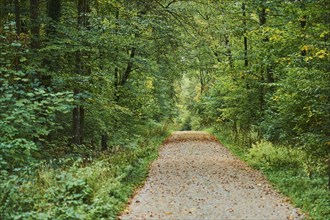 Forest path in a mixed forest, Franconia, Bavaria, Germany, Europe