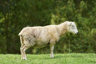 Merino sheep on a meadow in spring, Australia, Oceania