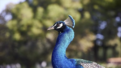 Close-up of an Indian peafowl (pavo) with green in the background, Filerimos, hill not far from