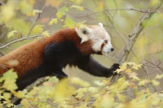 Red panda (Ailurus fulgens) on a bough, captive