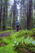 A single person walks on a path through a quiet, green and mossy forest, Black Forest, Gechingen,