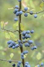 Branch with blue berries, Blackthorn (Prunus spinosa), Bavaria