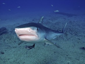 Tiger shark (Galeocerdo cuvier) with open mouth from the front, surrounded by small fish in the