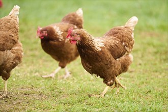 Three brown feathered chickens with red combs walking on the grass during daytime, Chicken (Gallus