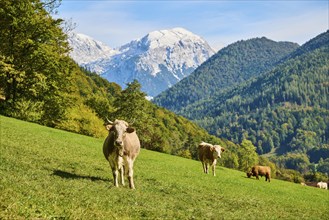 Cattle (Bos taurus) on a meadow with the mountains in the background, autumn, Bavaria, Germany,