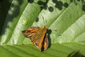 Large-headed butterfly, June, Saxony, Germany, Europe