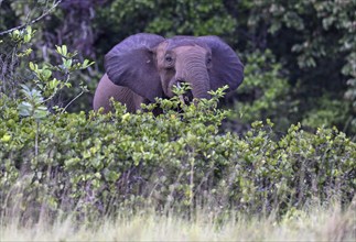 African forest elephant (Loxodonta cyclotis) in a clearing in Loango National Park, Parc National