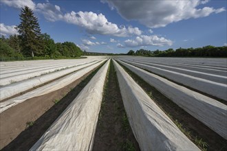 Asparagus field covered with white foil (Asparagus), cloudy sky, Middle Franconia, Bavaria,