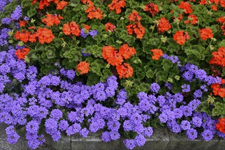 Bed with verbenas and geraniums, inflorescence